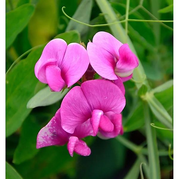 Rosa Breitblättrige Platterbse - Lathyrus,atifolius günstig online kaufen