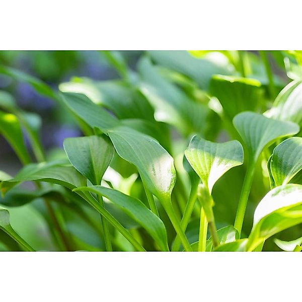 Hosta Clausa Var.normalis Funkie Ca. 11x11 cm Topf günstig online kaufen