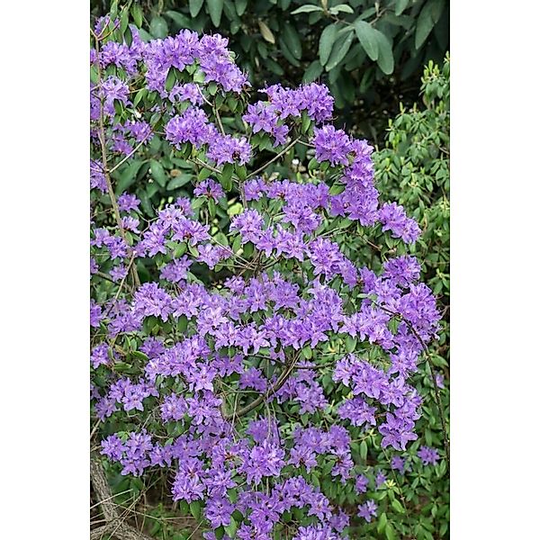 Rhododendron Oreotrephes Rosa Blüten 60–70 cm günstig online kaufen