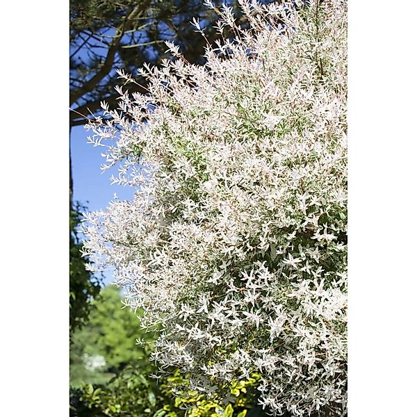 Salix Integra Hakuro Nishiki Japanische Weide Rosa-Weiß 80 cm Stammhöhe günstig online kaufen
