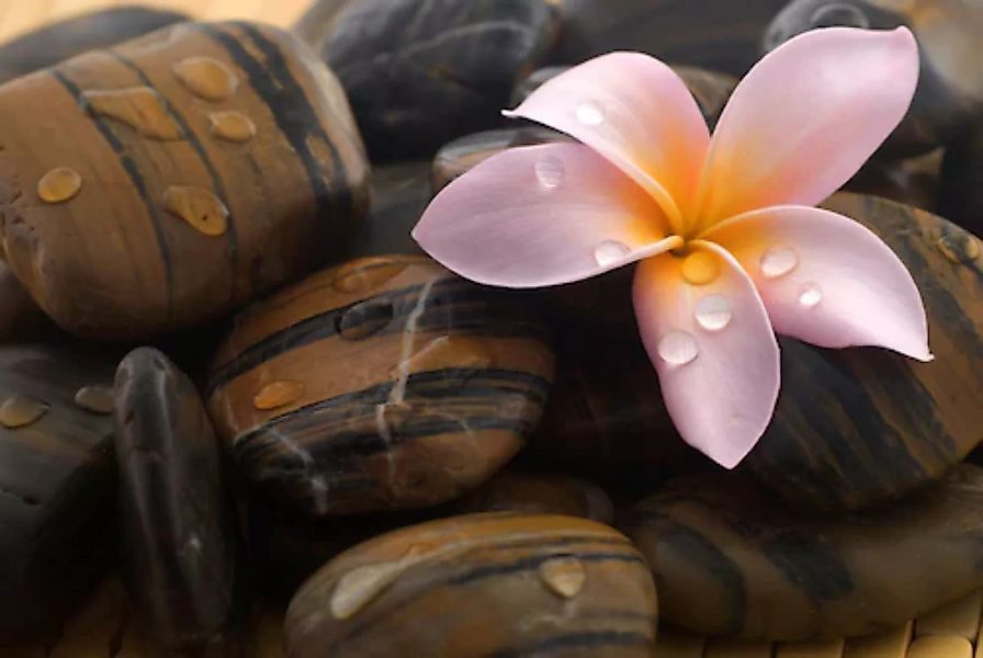 Papermoon Fototapete »Steine mit Blume« günstig online kaufen