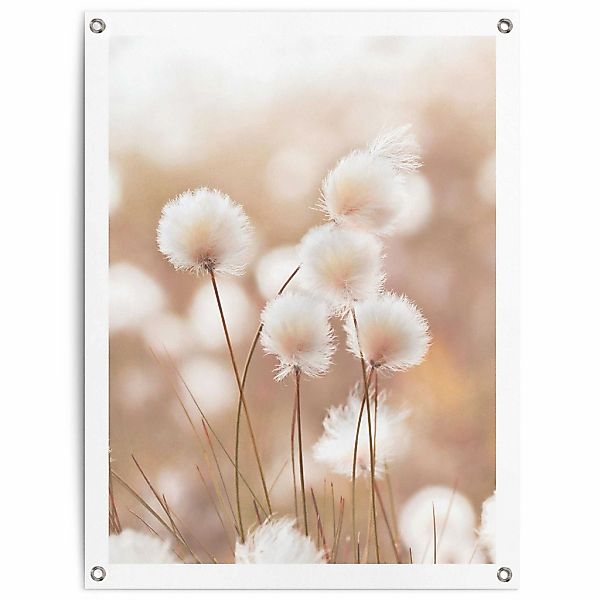 Reinders Poster "Baumwollzweig" günstig online kaufen