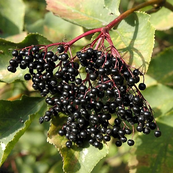 Schwarzer Holunder 100-125cm - Sambucus nigra günstig online kaufen