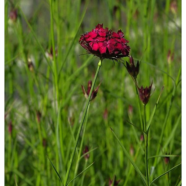 Blutnelke - Dianthus cruentus günstig online kaufen