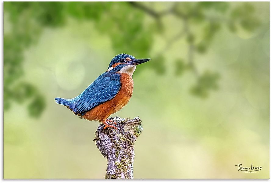 Artland Alu-Dibond-Druck "Eisvogel II", Vogelbilder, (1 St.), selbstklebend günstig online kaufen