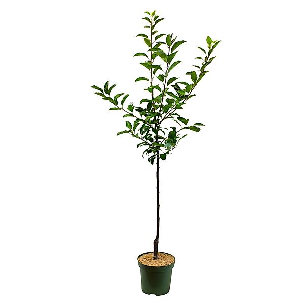GROW by OBI Bio Winterapfel Topaz Orange-Rot Höhe ca. 100 - 120 cm Topf ca. günstig online kaufen