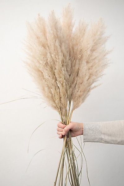 Trockenblume XXL Pampasgras extra fluffig, Bund (5 Stiele), getrocknet, ca. günstig online kaufen