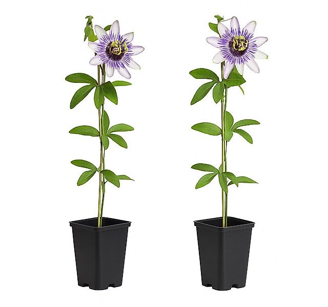 Exotenherz Kletterpflanze Exotenherz Kletterpflanze Passionsblume Passiflor günstig online kaufen