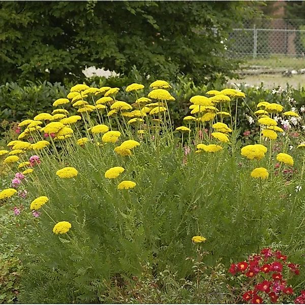 Schafgarbe - Achillea filipendulina günstig online kaufen