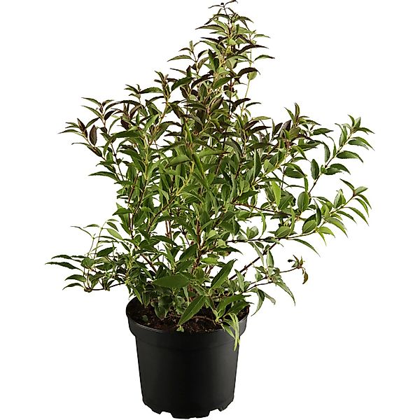OBI Maiblumenstrauch Weiß Höhe ca. 30 - 50 cm Topf ca. 3,5, Deutzia günstig online kaufen