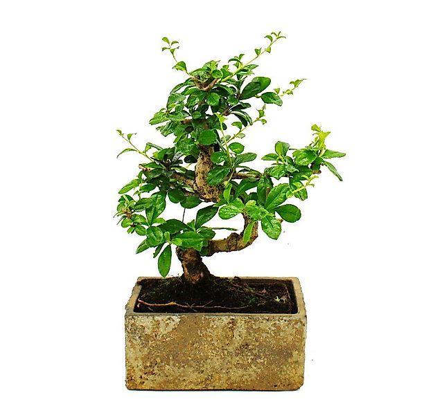 Exotenherz Zimmerpflanze Zimmerbonsai in moderner Trendkeramik Carmona 6 Ja günstig online kaufen