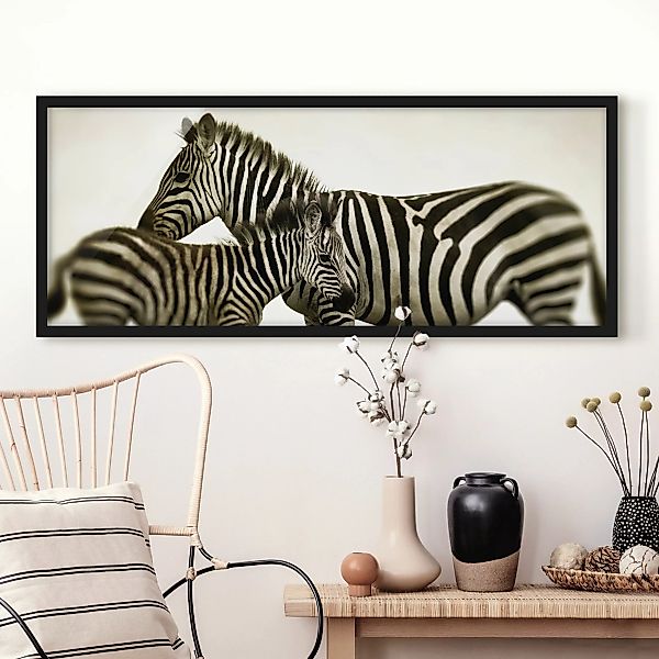 Bild mit Rahmen Schwarz-Weiß - Panorama Zebrapaar günstig online kaufen
