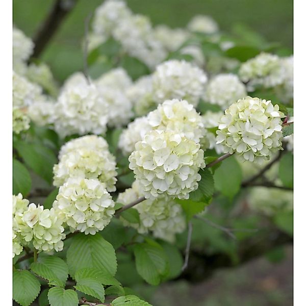 Japanischer Schneeball Grandiflora 40-60cm - Viburnum plicatum günstig online kaufen