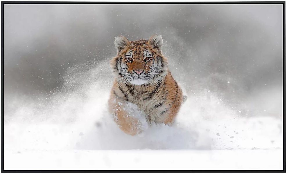 Papermoon Infrarotheizung »Sibirischer Tiger«, sehr angenehme Strahlungswär günstig online kaufen