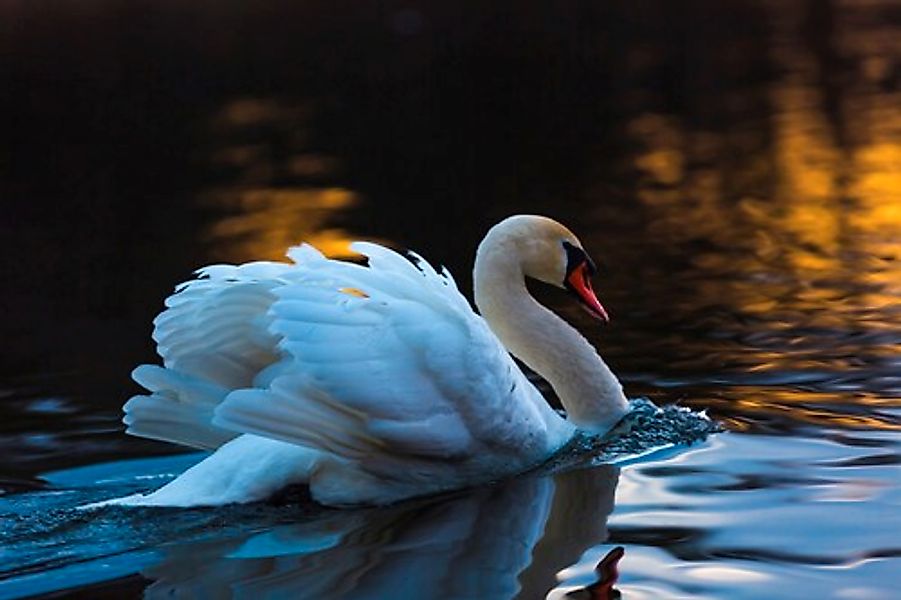 Papermoon Fototapete »Schwan im Wasser« günstig online kaufen