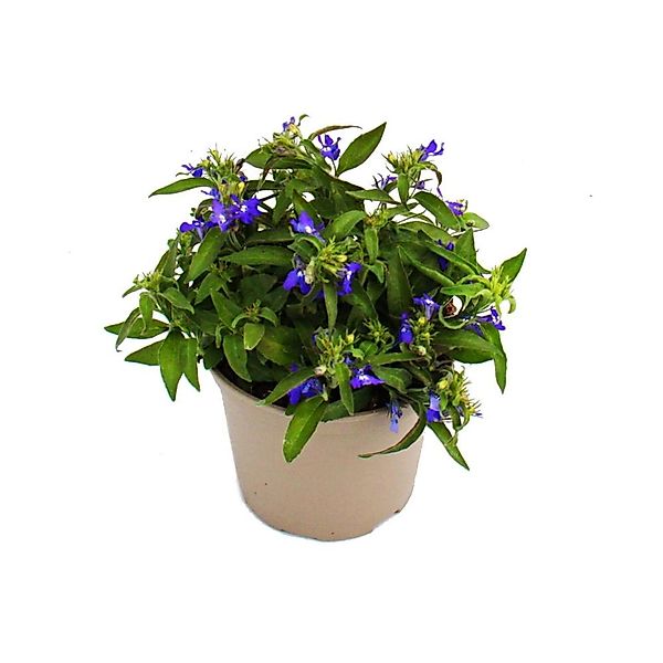 Exotenherz Männertreu Hängend Blau Lobelia Richardii 11cm Set mit 3 Pflanze günstig online kaufen
