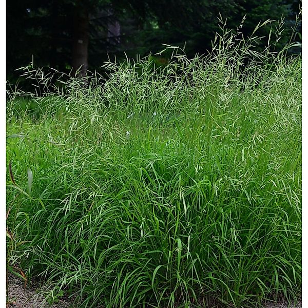 Wald Zwenke - Brachypodium sylvaticum günstig online kaufen