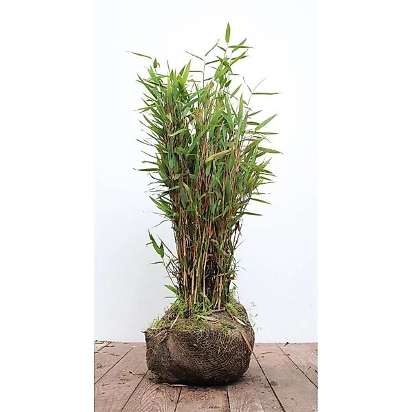 Fargesia Murieliae Jumbo Bambus Immergrün 40–60 cm günstig online kaufen