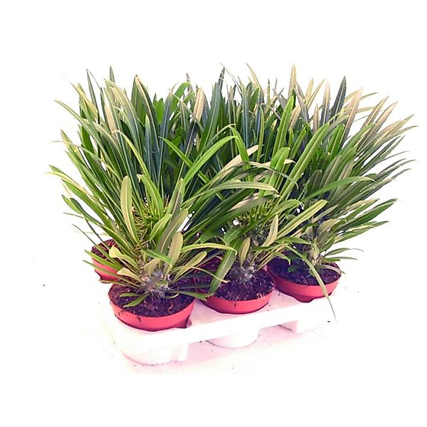 Exotenherz Kaktus Pachypodium lameri - Echte Madagaskar-Palme - 12cm Topf günstig online kaufen