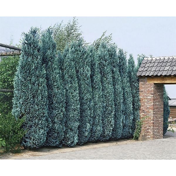 Chamaecyparis lawsoniana 'Columnaris' 100-125 cm günstig online kaufen