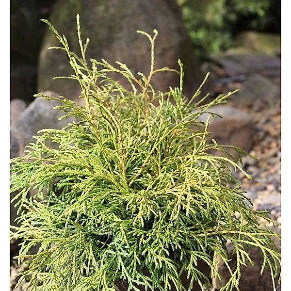 Faden Thuja Filiformi 25-30cm - Thuja occidentalis günstig online kaufen