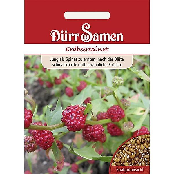 Dürr Samen Erdbeerspinat Saatgut günstig online kaufen