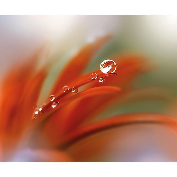 Komar Fototapete Vlies Tautropfen  300 x 250 cm günstig online kaufen