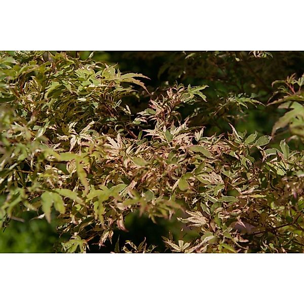 Acer Palmatum Oridono-Nishiki Japanischer Ahorn Buntes Laub 175–200 cm günstig online kaufen