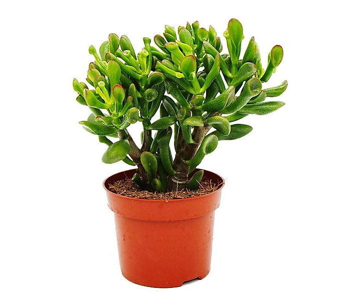 Exotenherz Kaktus Dickblatt Löffelbaum Crassula "Hobbit" Sukkulente 12cm To günstig online kaufen