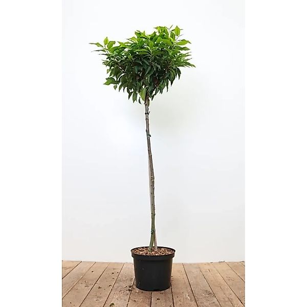 Prunus,usitanica 'Angustifolia' 80 cm Stammhöhe günstig online kaufen