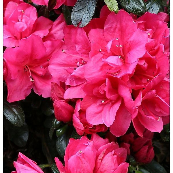 Japanische Azalee Arabesk 15-20cm - Rhododendron obtusum - Zwerg Alpenrose günstig online kaufen