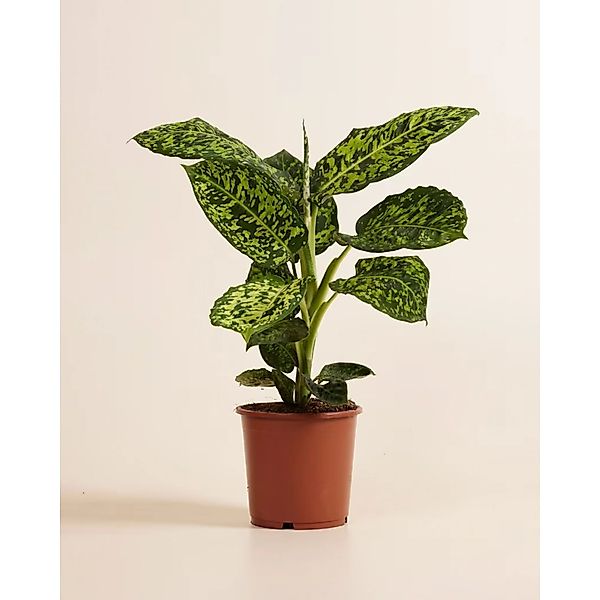 GROW Dieffenbachie Reflector Höhe ca. 50 - 55 cm Topf-Ø 17 cm Dieffenbachia günstig online kaufen