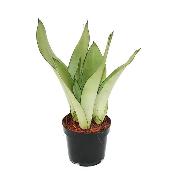 Exotenherz Zimmerpflanze Sansevieria trifasciata Moonshine silberner Bogenh günstig online kaufen