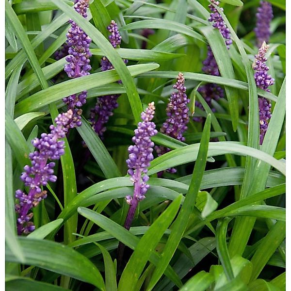 Lilientraube Big Blue - Liriope muscaria günstig online kaufen