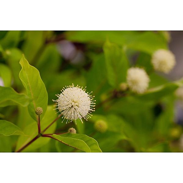 Cephalanthus Occidentalis Fiber Optics Knopfbusch 30–40 cm günstig online kaufen
