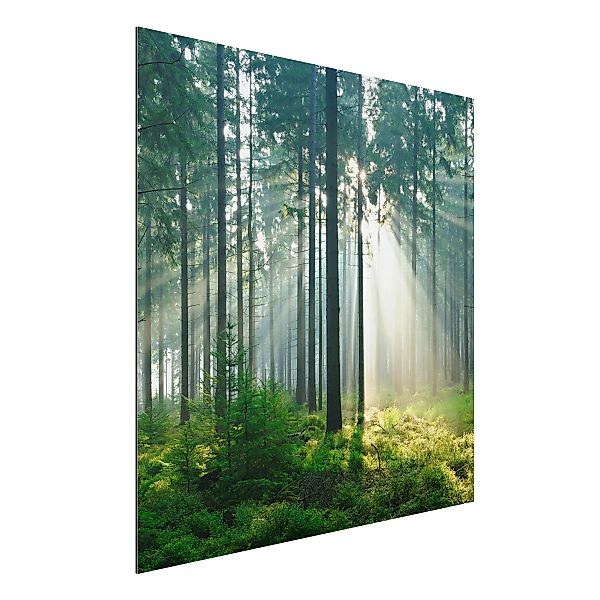 Alu-Dibond Bild Natur & Landschaft - Quadrat Enlightened Forest günstig online kaufen