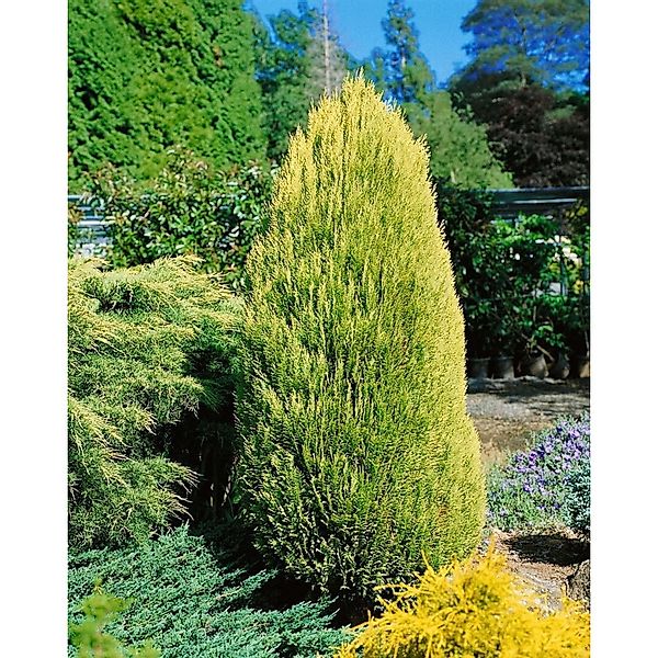 Chamaecyparis lawsoniana 'Erecta Aurea' 20-30 cm günstig online kaufen