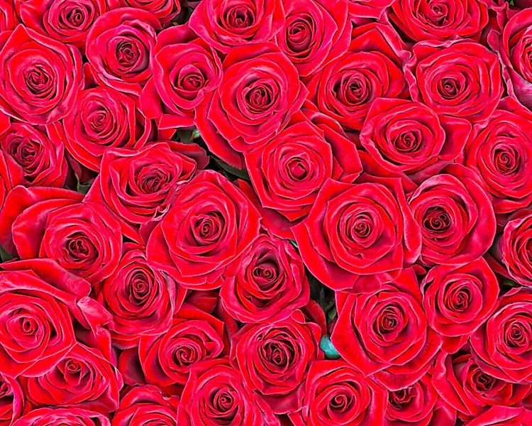 Fototapete "Rote Rosen" 4,00x2,50 m / Glattvlies Perlmutt günstig online kaufen