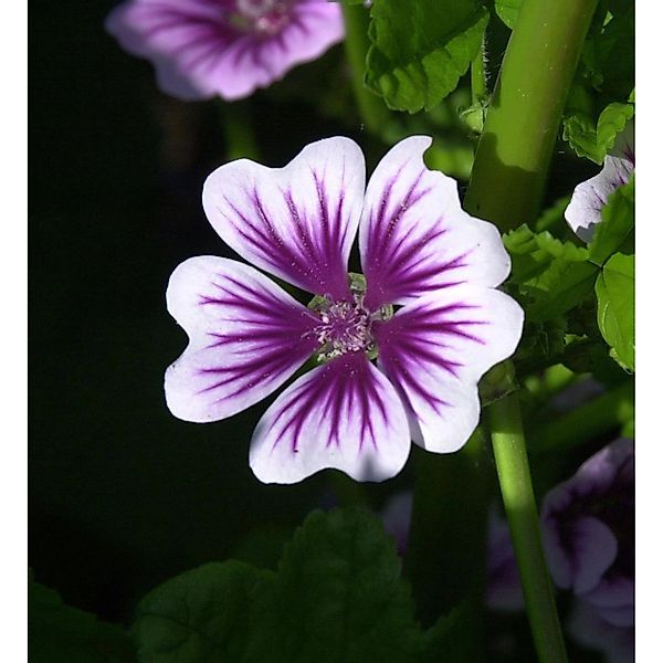 Wilde Malve Zebrina - Malva sylvestris günstig online kaufen