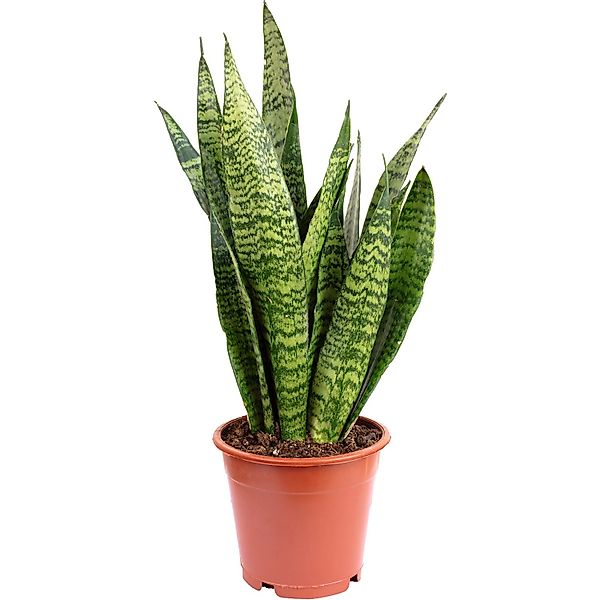 Flowerbox Zimmerpflanze Bogenhanf - Sansevieria zeylanica, pflegeleicht - H günstig online kaufen