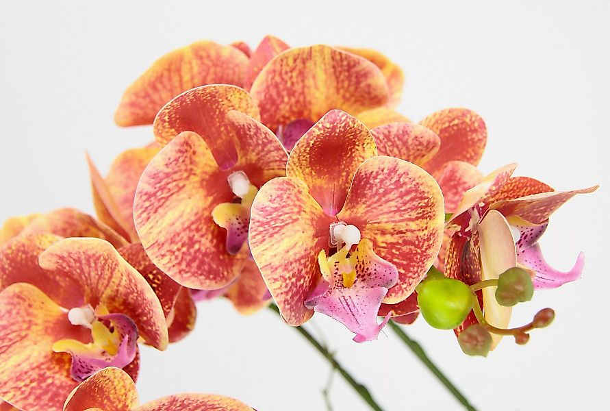 I.GE.A. Kunstblume »Orchidee«, Im Topf Phalaenopsis Orchidee Phalaenopsis m günstig online kaufen