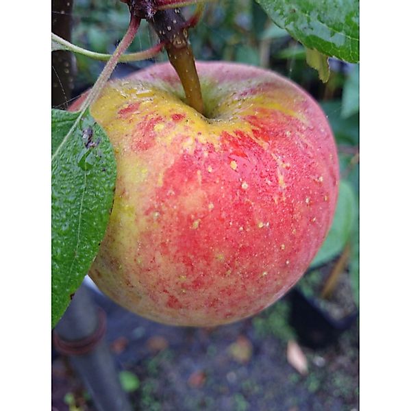 Apfel Topaz® 100 - 120 cm Malus domestica günstig online kaufen