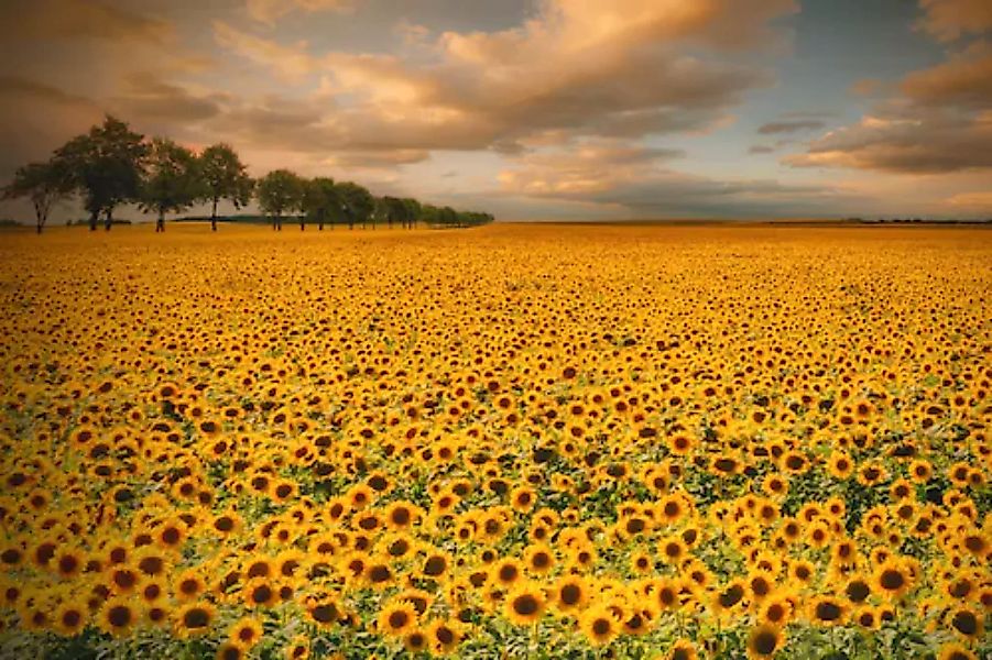 Papermoon Fototapete »Photo-Art PIOTR KROL (BAX), SONNENBLUMEN« günstig online kaufen