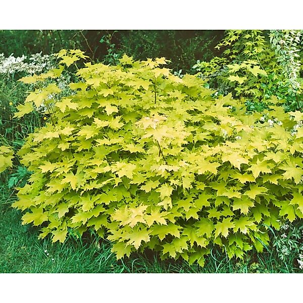 Acer Platanoides Golden Globe Kugelahorn Gelb 150 cm Stammhöhe günstig online kaufen