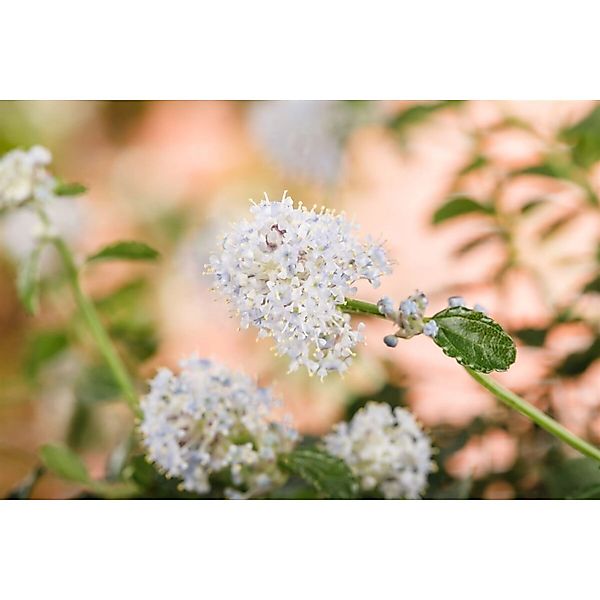 Ceanothus Thyrsiflorus Repens Kriechender Kalifornischer Flieder 40–60 cm günstig online kaufen