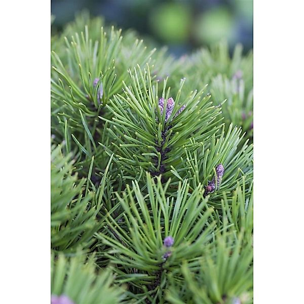 Pinus Pumila Glauca Zwerg-Kiefer Blau-Grün 25–30 cm günstig online kaufen