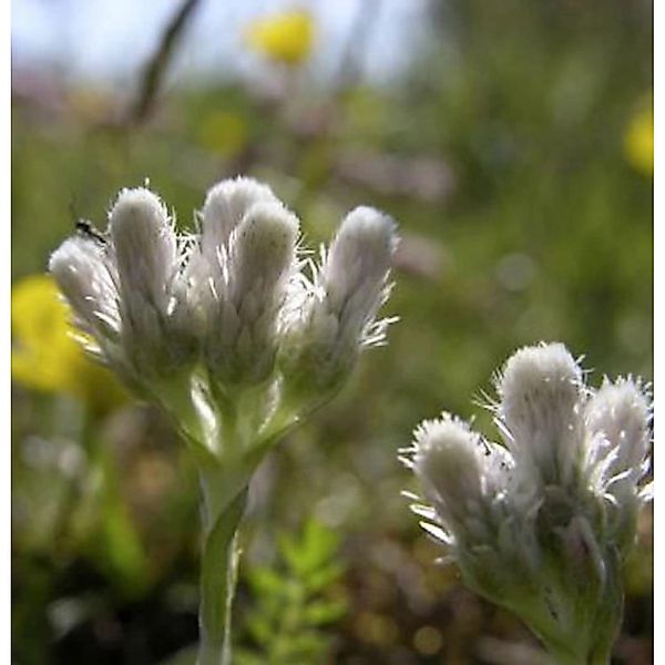 Katzenpfötchen - Antennaria dioica günstig online kaufen