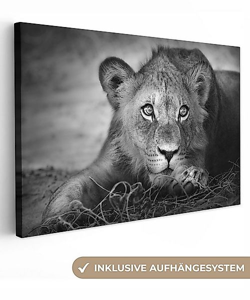 OneMillionCanvasses® Leinwandbild Wildtiere - Löwe - Natur - Schwarz - Weiß günstig online kaufen