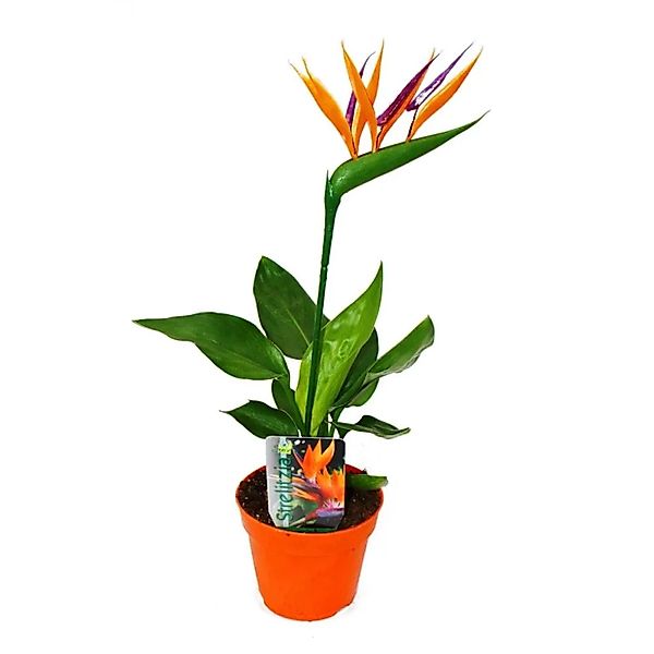 Exotenherz Zimmerpflanze Strelitzie - Paradiesvogelblume - 12cm Topf - mit günstig online kaufen