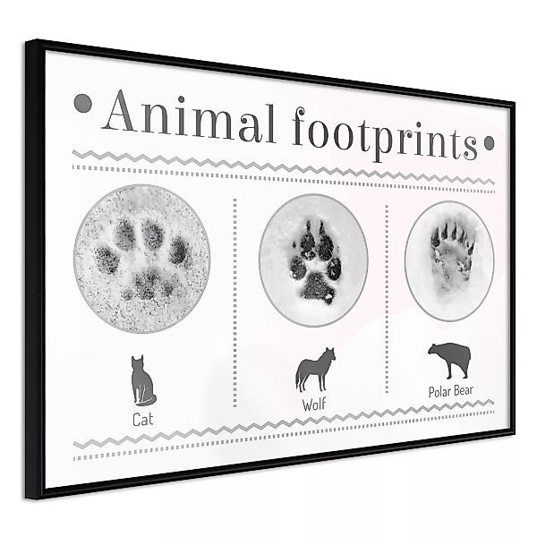 Poster - How To Recognize An Animal günstig online kaufen
